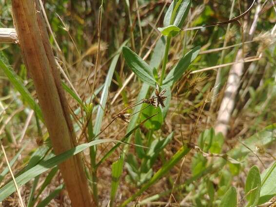 הסמר הננסי // צילום: דר בר נתן